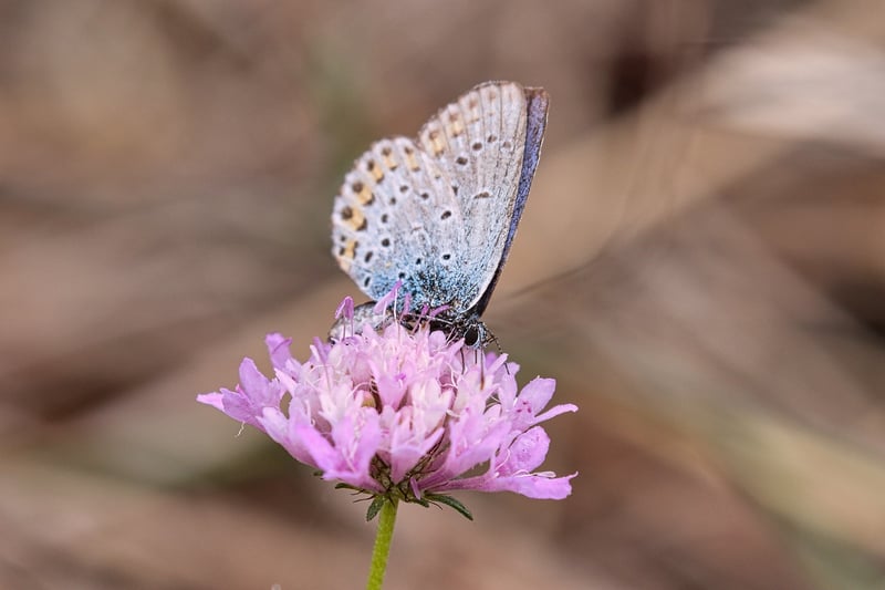Butterfly Effects